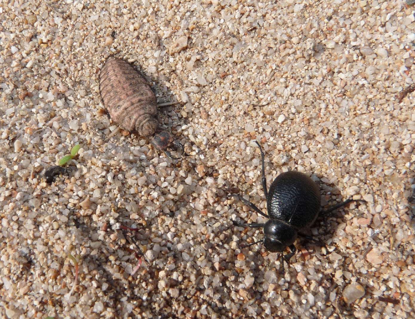 [Acanthaclisis occitanica larva] Tagliole nella sabbia